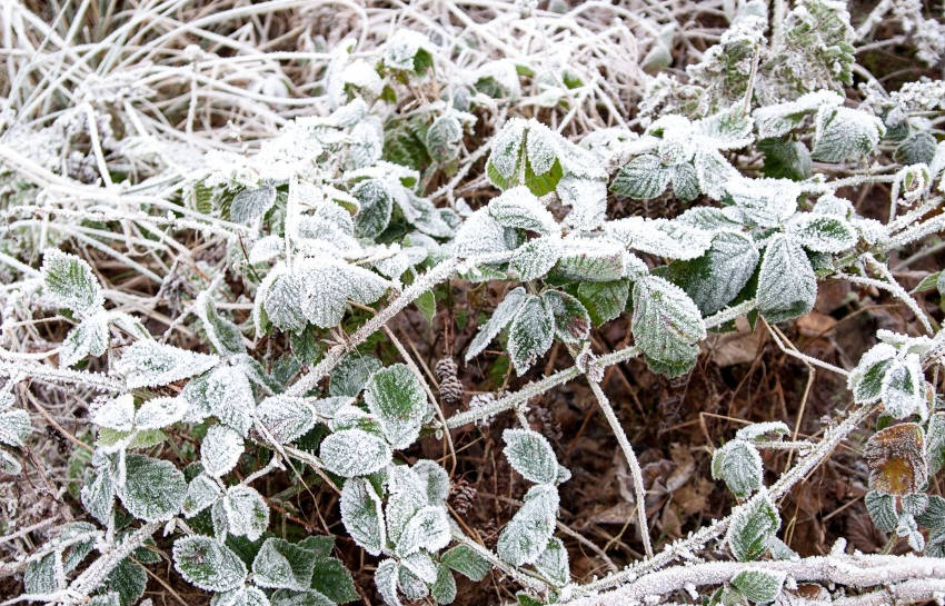 Protect Plants from Frost 4